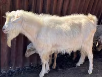 Oğlak, Saanen goat — foto 2