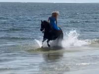 घोड़ी, Quarter Horse — फ़ोटो 5