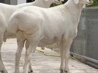 كبش, الأغنام — الصورة 1