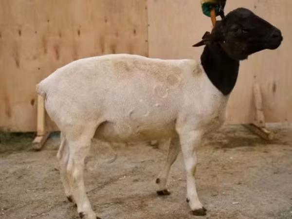 Koç, Dorper sheep