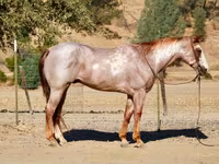 Aygır, National Show Horse — foto 4