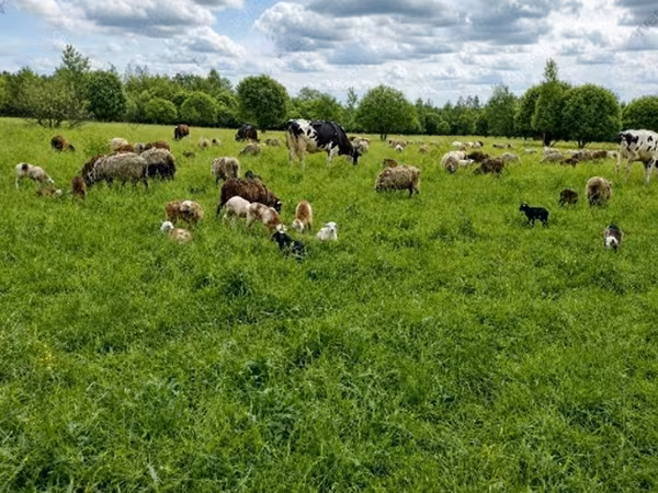公羊, Sheep