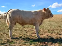 Toro, Charolais cattle — foto 2