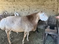 Koç, Hissar sheep — foto 1