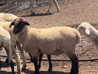 Koç, Hampshire sheep — foto 1