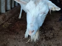 Keçi, Saanen goat — foto 3