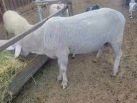 मेढ़ा, Merino sheep — फ़ोटो 1
