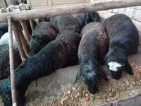 كبش, Rhon sheep — الصورة 2