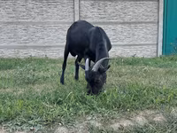 बकरा, Murcia-Granada goats — फ़ोटो 4