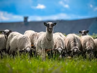 मेढ़ा, Romanov sheep — फ़ोटो 3