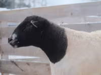 Koç, Dorper sheep — foto 3
