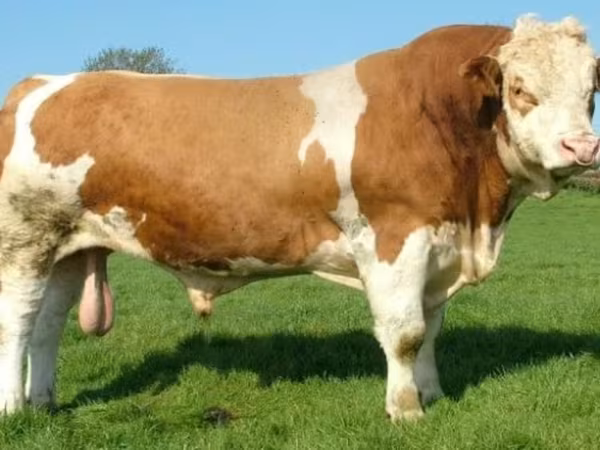 Bulle, Hereford