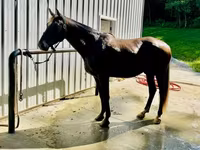 Caballo, Rocky Mountain Horse — foto 2