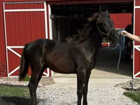 Hengst, Rocky Mountain Horse — Foto 6