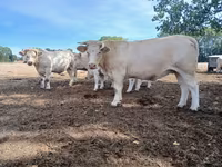 İnek, Charolais cattle — foto 6
