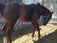 حصان, Arabian horse — الصورة 8
