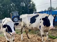 Kuh, Simmental cattle — Foto 8