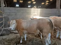 Boğa, Blonde d’Aquitane cattle — foto 3