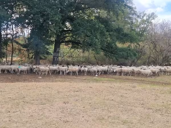 母羊, Baerchuke sheep