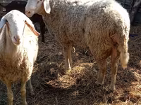 Widder, Assaf sheep — Foto 5