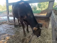 Vaca, Raza Alatau — foto 4