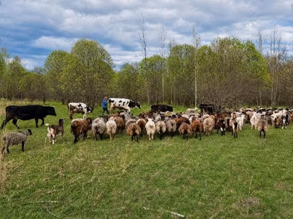 母牛, Cattle