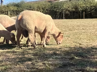Koç, Charollais sheep — foto 3