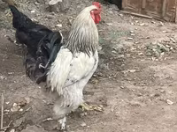 براهما — الصورة 2