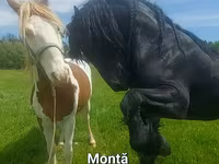 घोड़ा, Friesian — फ़ोटो 1