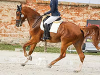 公马, Friesian sport horse — 照片 5