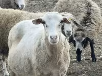 भेड़, Katum sheep — फ़ोटो 1