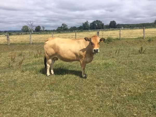 İnek, Partenaise cattle