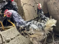 Chickens — foto 5