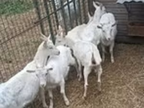 عنزة, Saanen goat