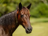 Stute, American paint horse — Foto 6