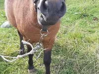 حصان, American shetland pony — الصورة 2