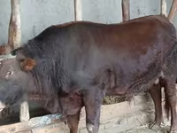 Toro, Vaca de estepa roja — foto 3