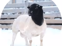 Koç, Dorper sheep — foto 1