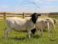 Koç, Dorper sheep — foto 1