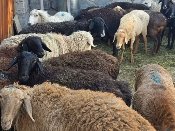 Sheep