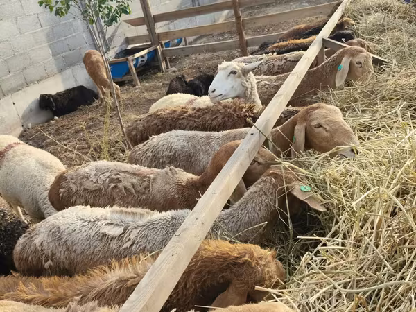 Sheep