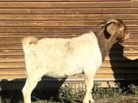 تيس, Boer goat — الصورة 1