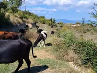 İnek, Sığır — foto 4