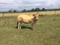 İnek, Partenaise cattle — foto 1