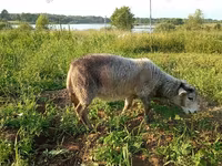 Keçi, Kejobong goat — foto 4