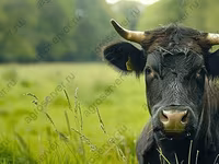 Bulle, Aberdeen-Angus — Foto 4