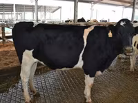 Toro, Raza Holstein — foto 8