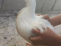 pato criollo doméstico — foto 2