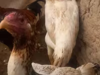 Chickens — photo 1