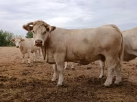 İnek, Charolais cattle — foto 3
